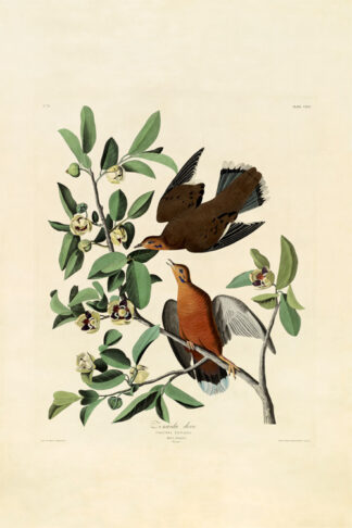 Osprey or Fish Hawk - Audubon Prints