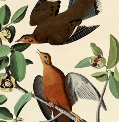 Zenaida Dove - Image 3