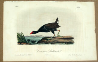 Audubon Octavo Print – Common Gallinule - Plate 304, 2nd Edition