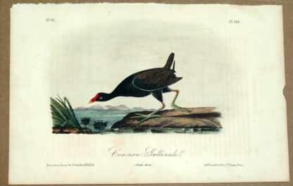 Audubon Octavo Print – Common Gallinule - Plate 304, 2nd Edition
