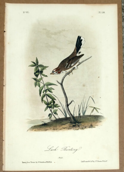 Audubon Octavo Print – Lark Bunting - Plate 158, 2nd edition