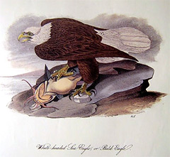 bald-eagle