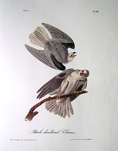 black-shouldered-elanus