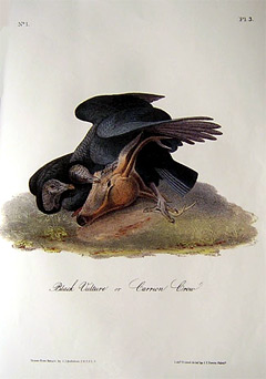 black-vulture