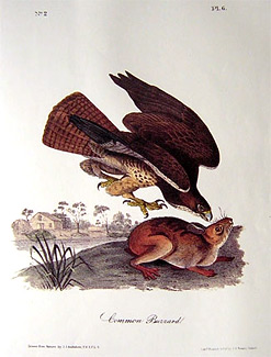 common-buzzard