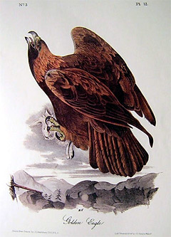 golden-eagle