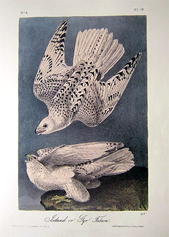 gyr-falcon