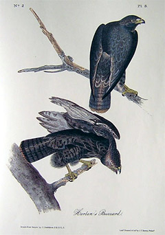 harlans-buzzard