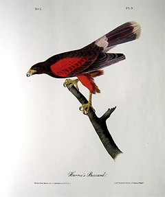 harris-buzzard