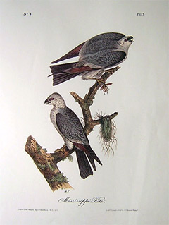 mississippi-kite