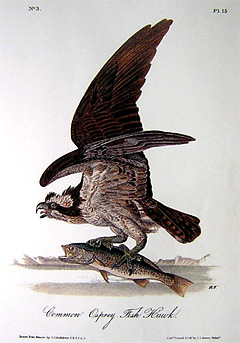osprey