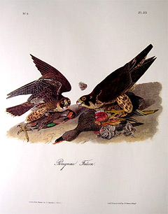 peregrine-falcon