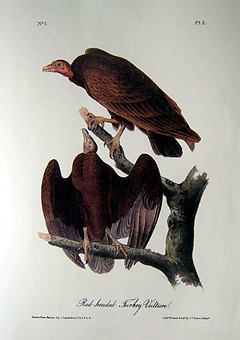 red-headed-turkey-vulture