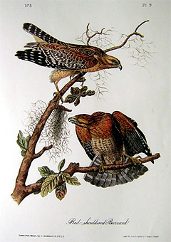 red-shouldered-buzzard
