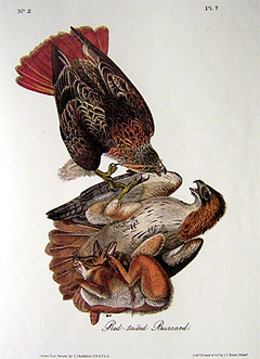 red-tailed-buzzard