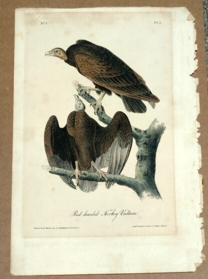 Audubon Octavo Print – Red-headed Turkey Vulture - Plate 2, 1st Edition