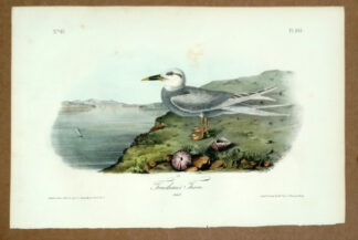 Audubon Octavo Print – Trudeau's Tern - Plate 435, 1st Edition