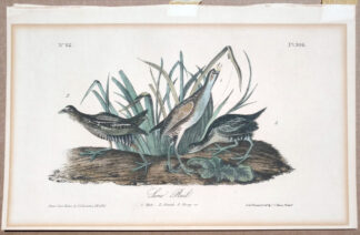 Audubon Octavo Print – Sora Rail - Plate 306, 1st Edition
