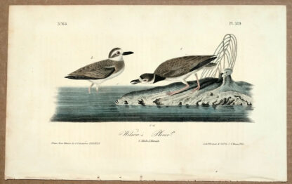 Audubon Octavo Print – Wilson's Plover - Plate 319, 1st Edition