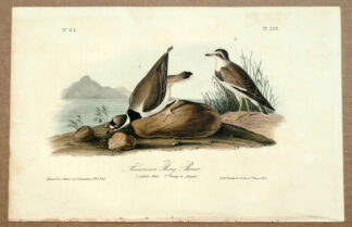 Audubon Octavo Print – American Ring Plover - Plate 320, 1st Edition