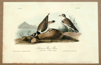 Audubon Octavo Print – American Ring Plover - Plate 320, 1st Edition