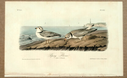 Audubon Octavo Print – Piping Plover - Plate 321, 1st Edition