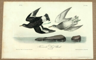 Audubon Octavo Print – Townsend's Surf Bird - Plate 322, 1st Edition