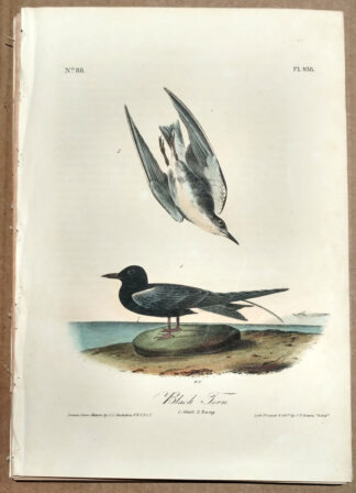 Audubon Octavo Print – Black Tern - Plate 438, 1st Edition
