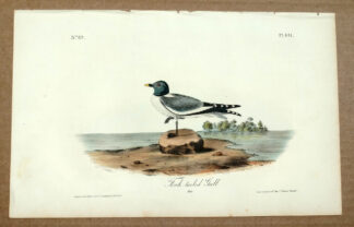 Audubon Octavo Print – Fork-tailed Gull - Plate 441, 1st Edition
