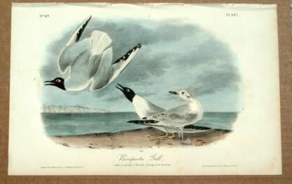 Audubon Octavo Print – Bonaparte's Gull - Plate 442, 1st Edition