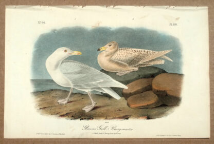 Audubon Octavo Print – Glaucous Gull Burgomaster - Plate 449, 1st Edition