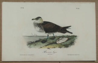 Audubon Octavo Print – Pomerine Jager - Plate 451, 1st Edition