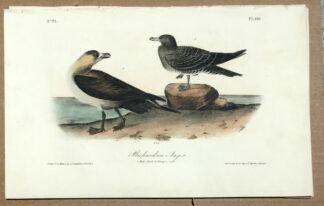 Audubon Octavo Print – Richardson Jager - Plate 452, 1st Edition