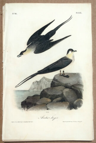 Audubon Octavo Print – Arctic Jager - Plate 453, 1st Edition