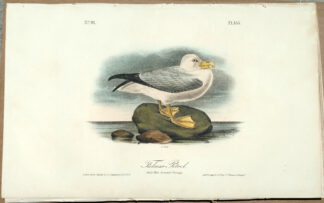 Audubon Octavo Print – Fulmar Petrel - Plate 455, 1st Edition