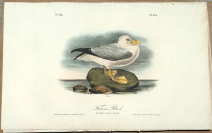 Audubon Octavo Print – Fulmar Petrel - Plate 455, 1st Edition