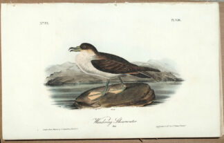 Audubon Octavo Print – Wandering Shearwater - Plate 456, 1st Edition