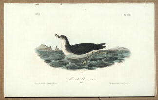 Audubon Octavo Print – Manks Shearwater - Plate 457, 1st Edition