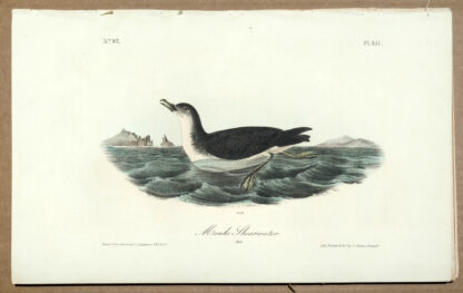 Audubon Octavo Print – Manks Shearwater - Plate 457, 1st Edition