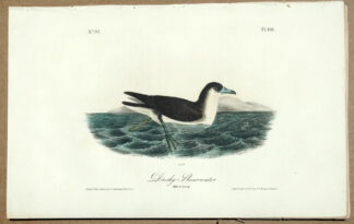 Audubon Octavo Print – Dusky Shearwater by - Plate 458, 1st Edition