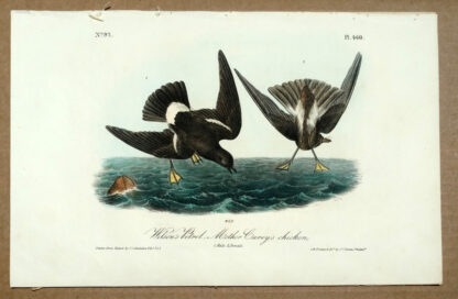 Audubon Octavo Print – Wilson's Petrel - Mother Carey's Chicken - Plate 460, 1st Edition
