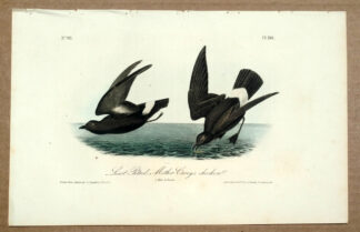 Audubon Octavo Print – Least Petrel - Plate 461, 1st Edition