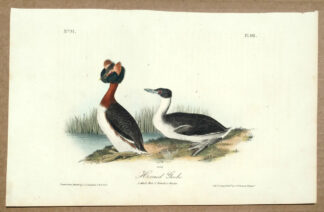 Audubon Octavo Print – Horned Grebe - Plate 481, 1st Edition