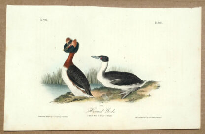 Audubon Octavo Print – Horned Grebe - Plate 481, 1st Edition