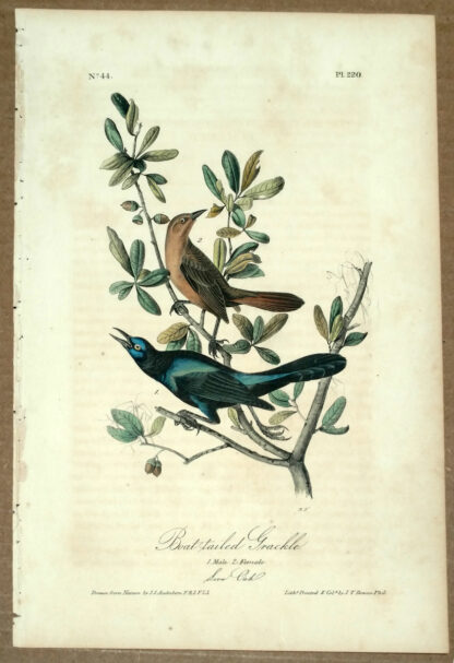 Audubon Octavo Print – Boat-tailed Grackle - Plate 220, 1st Edition