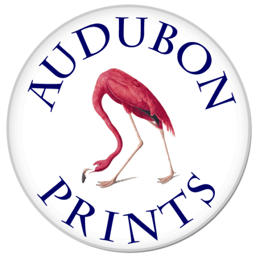 Audubon Prints Art Gallery