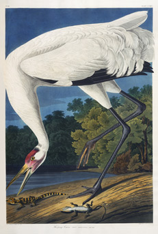 Audubon - Essex Edition