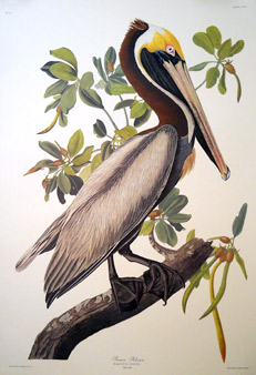 Audubon - Princeton Edition