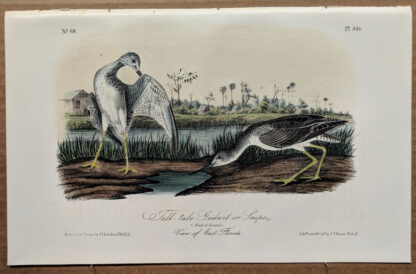 Audubon Octavo Print – Tell-tale Godwit, or Snipe - Plate 345, 2nd Edition