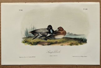 Audubon Octavo Print – Scaup Duck - Plate 397, 2nd Edition